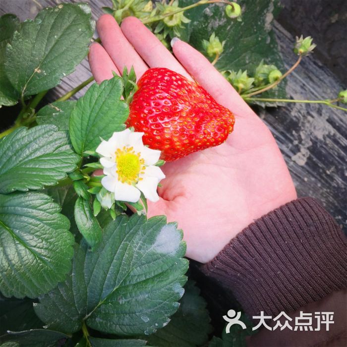 彭妈妈摘草莓农家乐图片 - 第9张