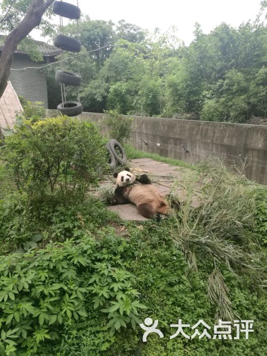 仙芝竹尖熊猫生态园旅游景区-图片-峨眉山市周边游