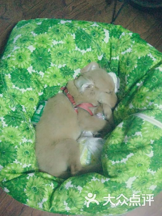 华西动物医院-图片-成都宠物