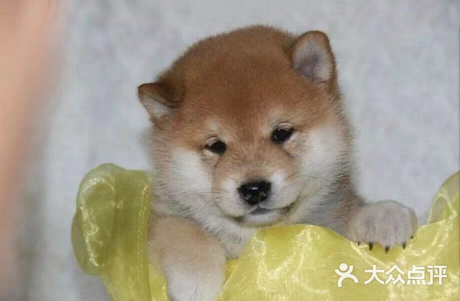 立轩犬舍分舍-纯种日本柴犬图片-西安宠物-大众点评网