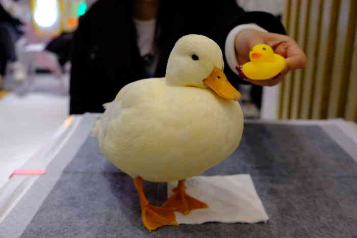 顽鸭·柯尔鸭主题饮品店