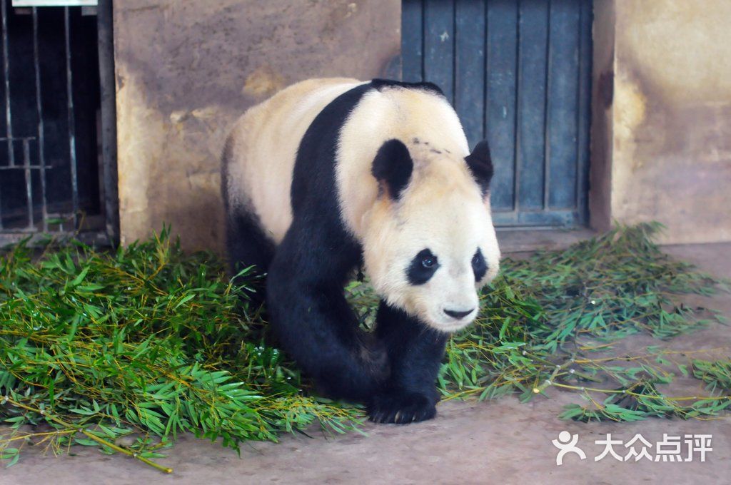 上海动物园小熊猫图片-北京动物园-大众点评网