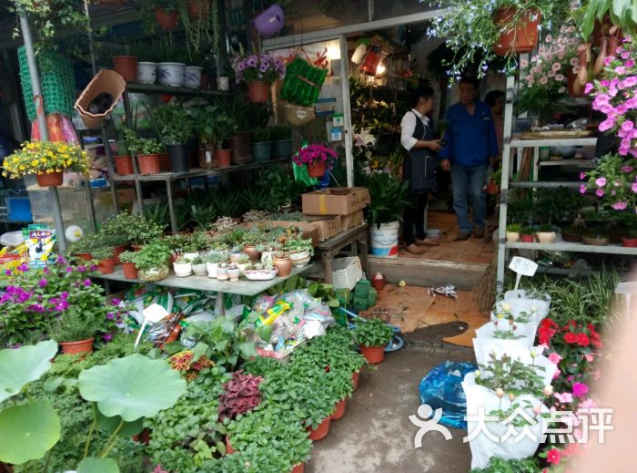 三林花鸟市场图片 - 第2张