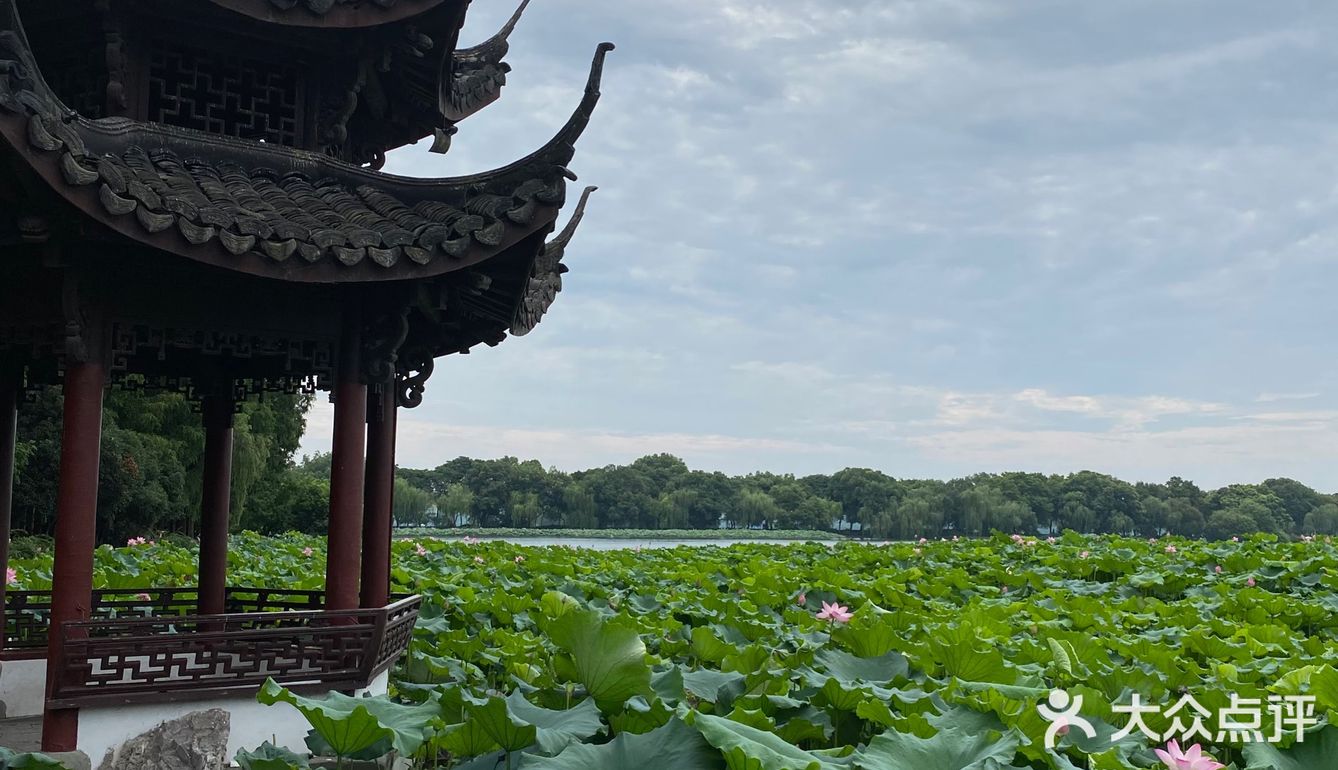 赏荷绝佳处|杭州西湖曲院风荷