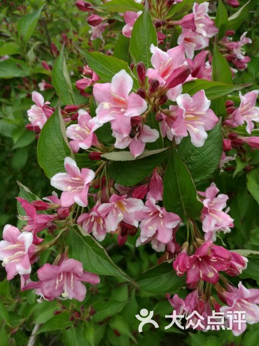 遗爱湖风景区-图片-黄冈景点