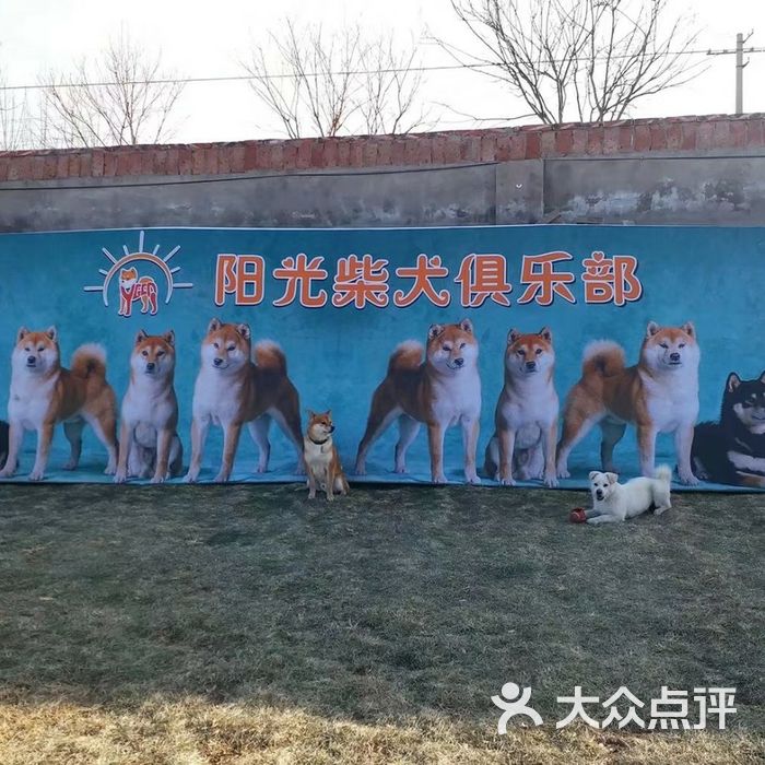 阳光柴犬舍