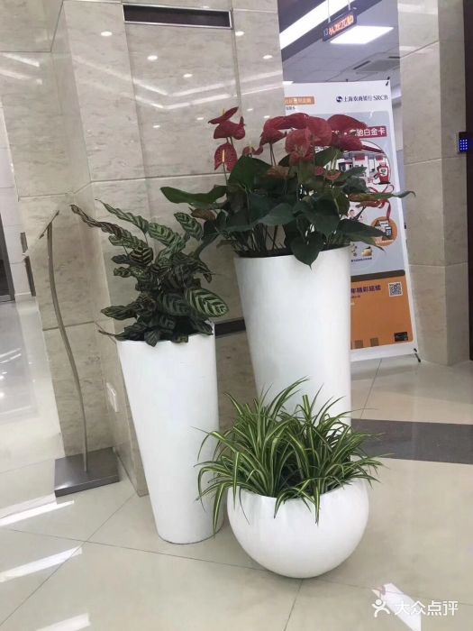 乐萱园艺植物租赁花卉销售租摆图片 - 第42张