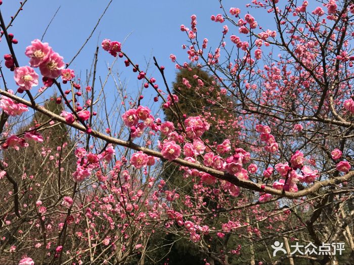 梅花山-图片-南京景点/周边游-大众点评网