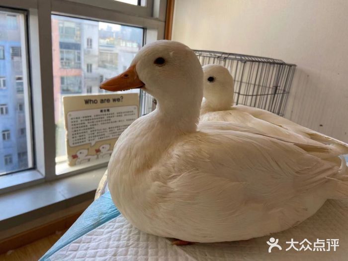 cute duck club·冲鸭俱乐部柯尔鸭图片