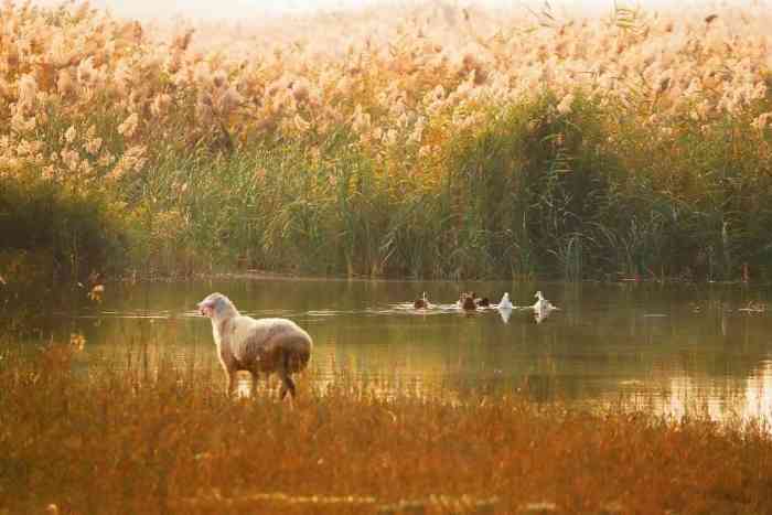 胜芳湿地码头水上乐园