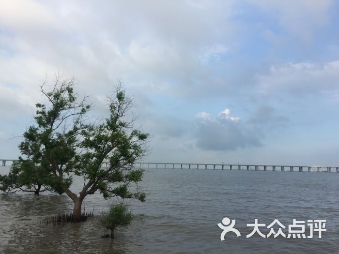 宝安西湾红树林湿地公园图片 第3张