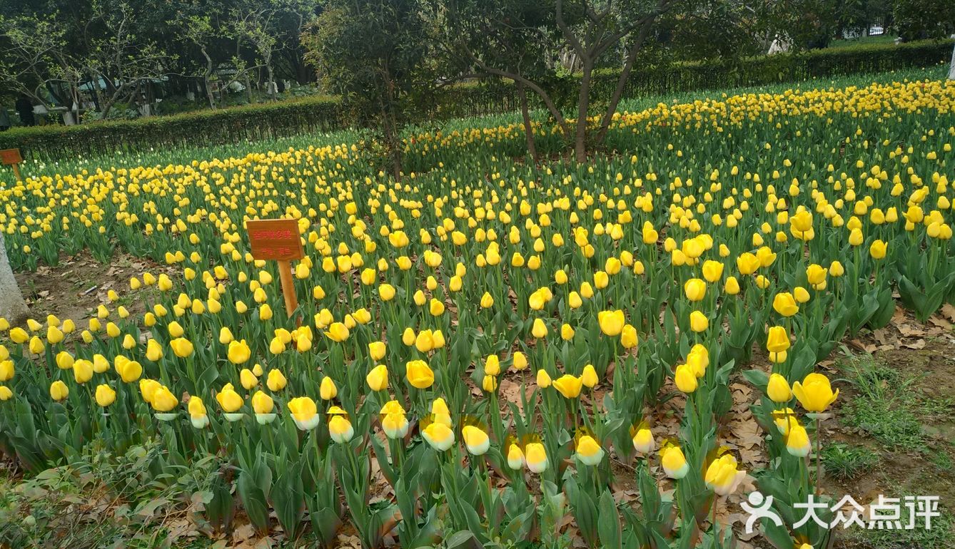心情公园风景不错,现在公园里的花开心兴庆公园风景不