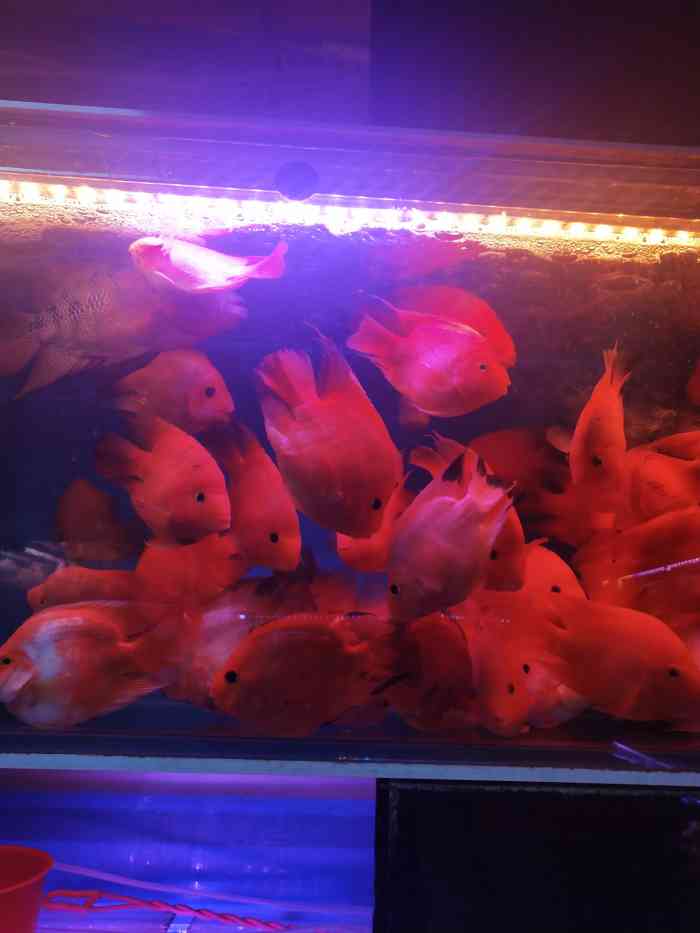 小津桥花鸟鱼市场