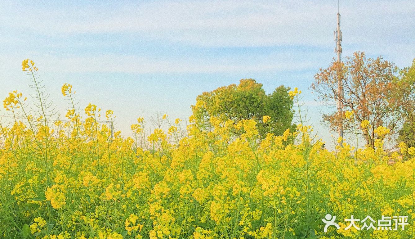 上海| 闵行 给大家墙裂安利浦江镇的油菜花田!