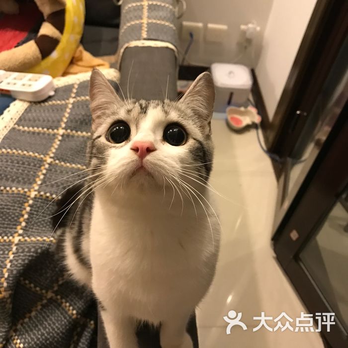 贝蒂猫 猫洗澡