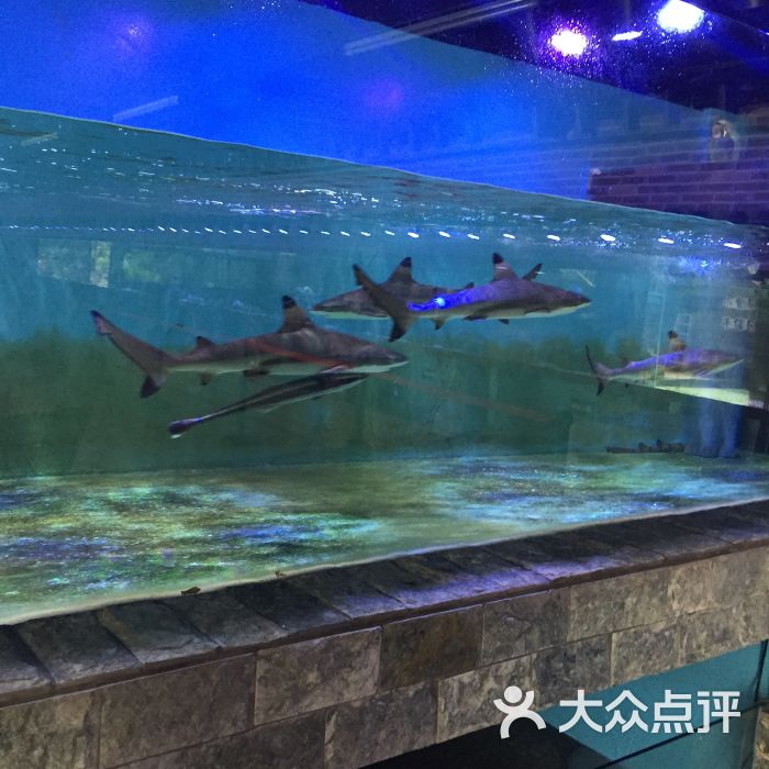 帆鲨海洋馆-图片-中山-大众点评网