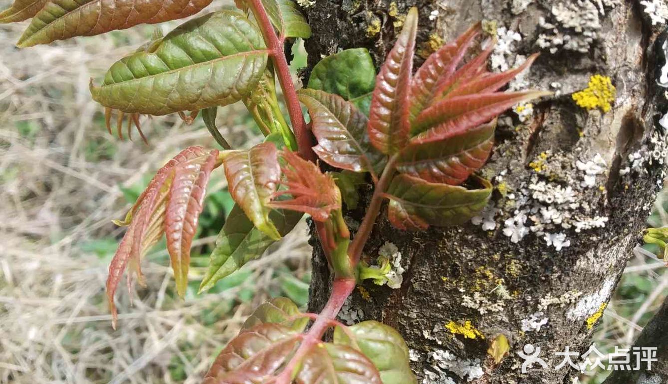 春芽,俗称刺椿,云南特色的一种树头菜,三四月发芽