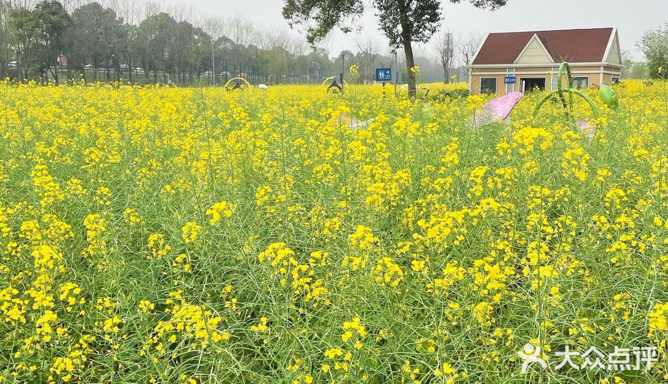 春游进行时|成都绕城内踏青赏花好去处