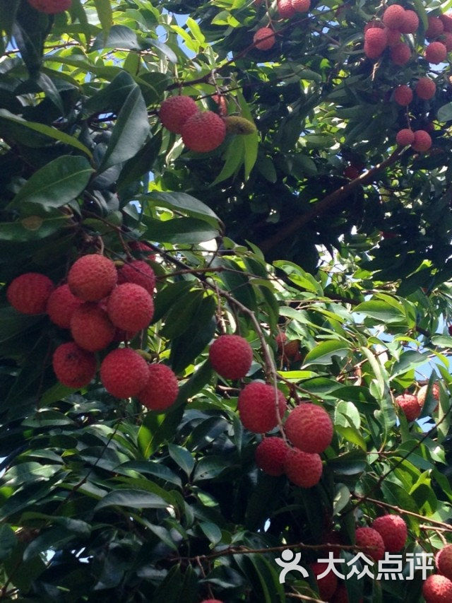 满山的荔枝