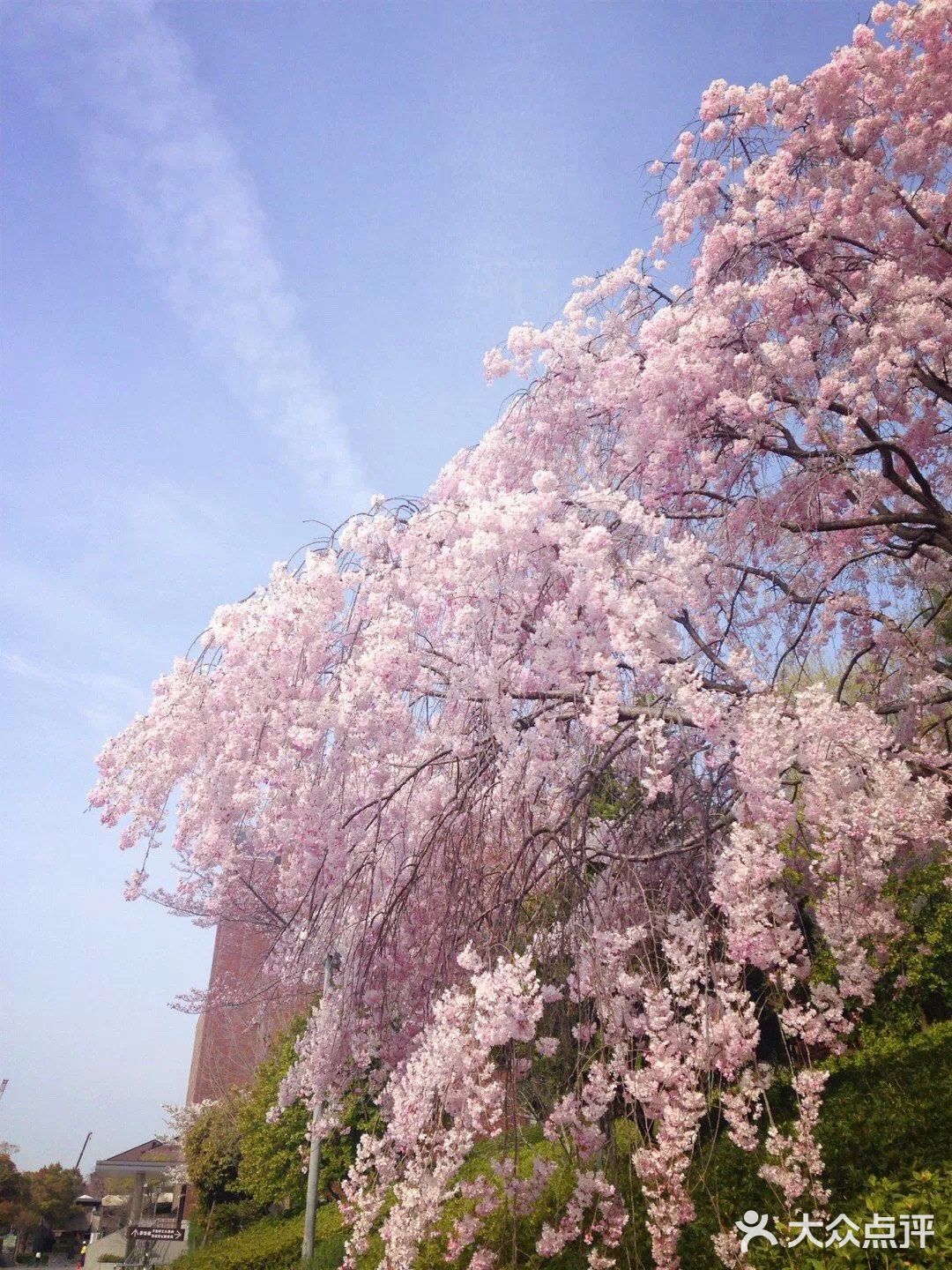 其实到了京都樱花季,真的不用往景点赶