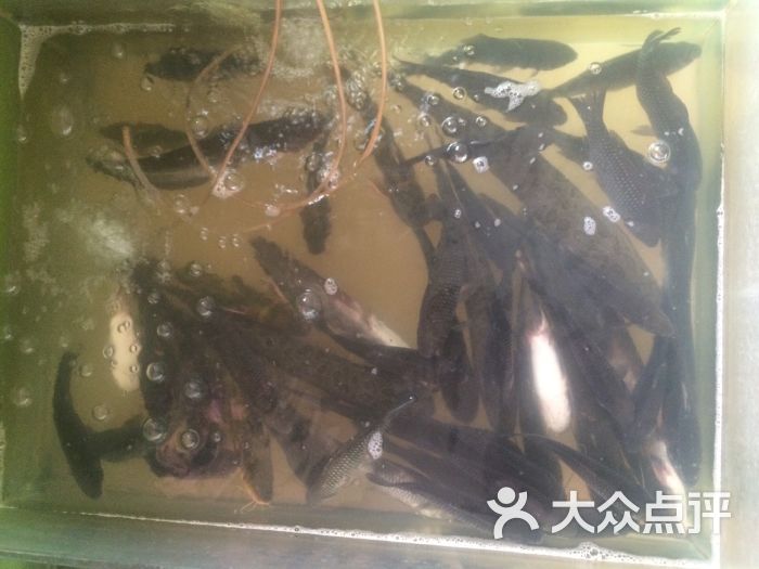 野生活鱼
