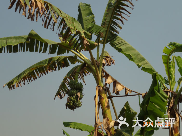 西双版纳热带花卉园芭蕉树1图片 - 第26张