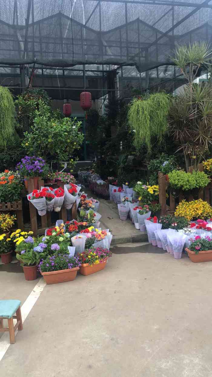 苗圃花卉批发市场-"离植物园不算远,在肿瘤医院对面 .