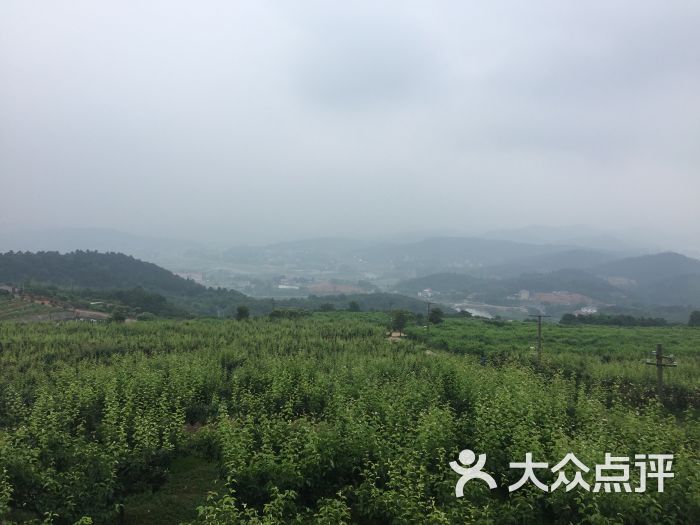圣峰果业图片 - 第11张