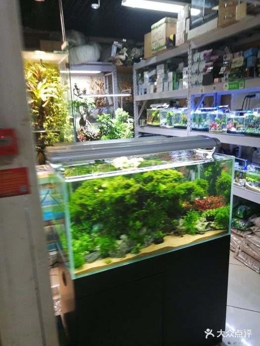 新官园花鸟鱼虫工艺品市场图片 - 第495张