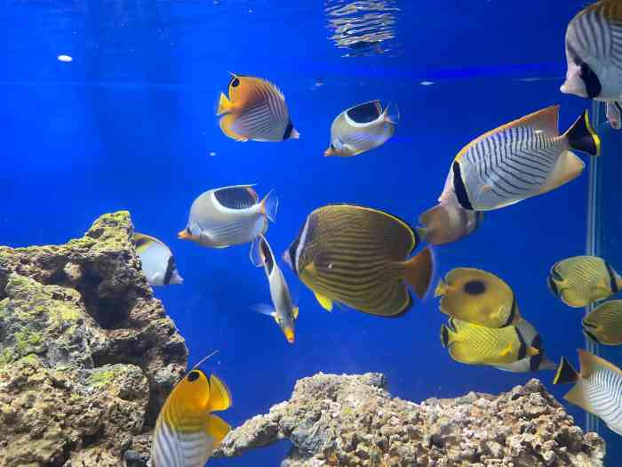 三峡海洋世界"海洋动物和生物还是比较多,有3层楼 2.