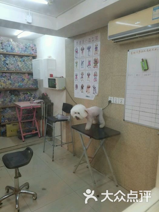 毛所不在宠物美容专门店(不在宠物美容店)图片 第1张