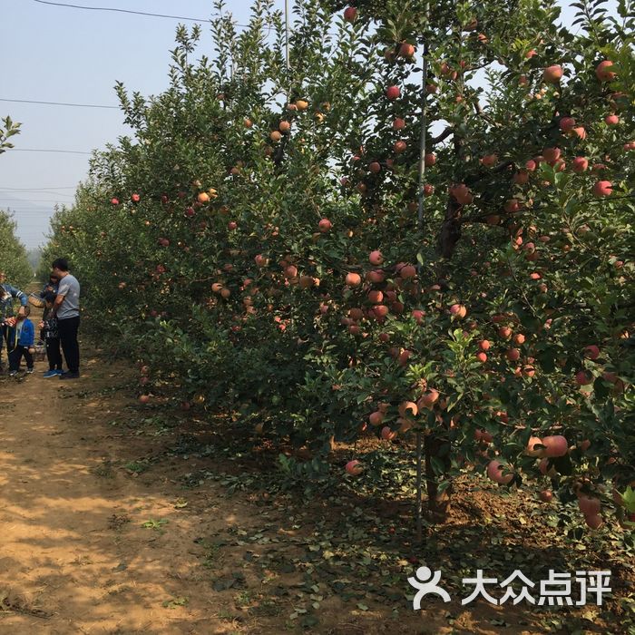 兴寿镇春林苹果采摘园图片-北京采摘/农家乐-大众点评网