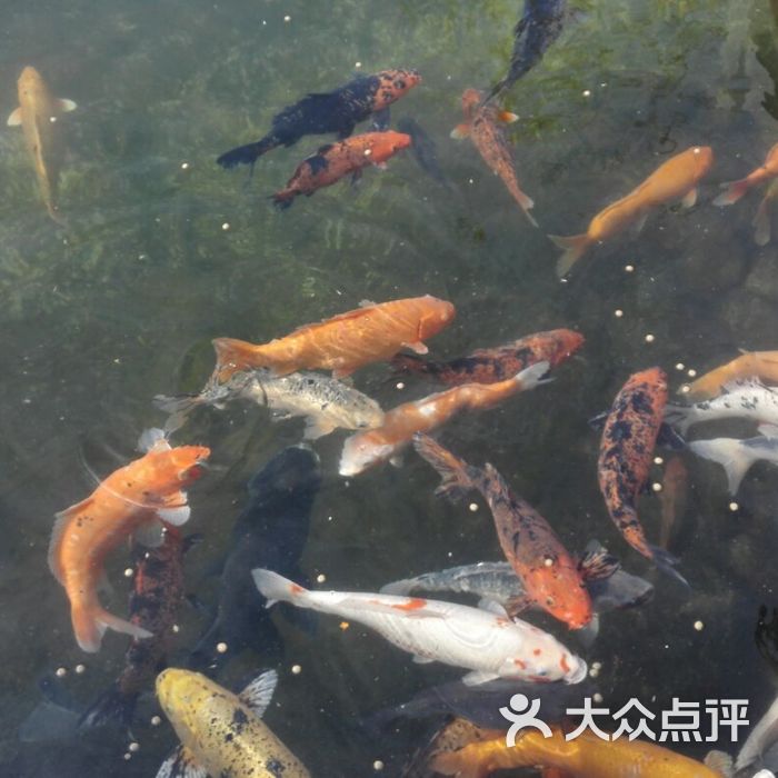 千岛湖鱼街