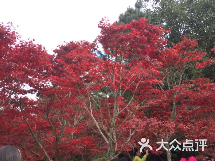 紫溪山风景区图片 - 第1张