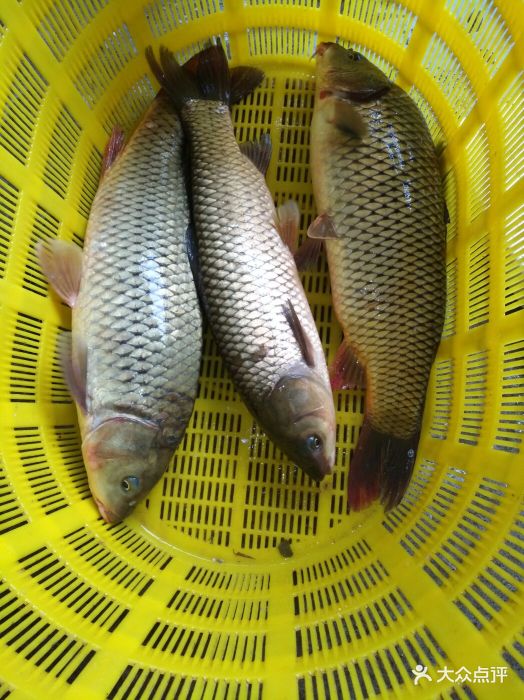 金凤鱼馆图片