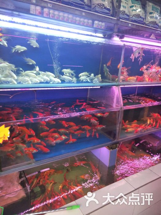雁滩花鸟鱼批发市场图片 - 第4张