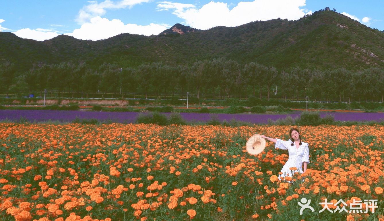 延庆花海免费的七彩花田五彩斑斓的秋