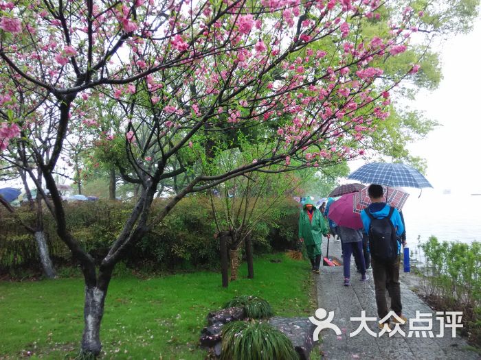 苏堤桃花图片 - 第3张