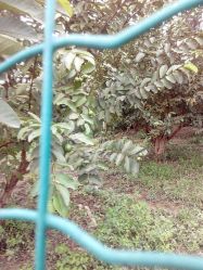 胤龙生态百果园电话, 地址, 价格, 营业时间(图)