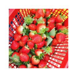 老王牛奶草莓园怎么样,好不好的默认点评-广州