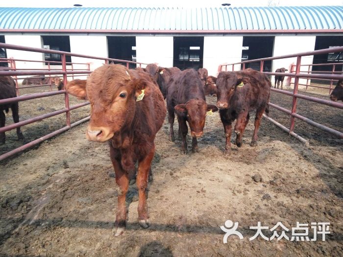 陕西省秦川牛原种场图片 - 第4张