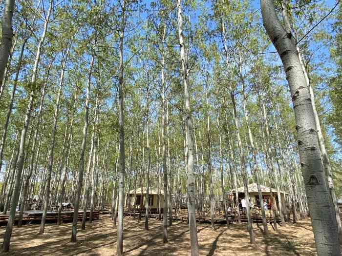 小憩杨林露营基地