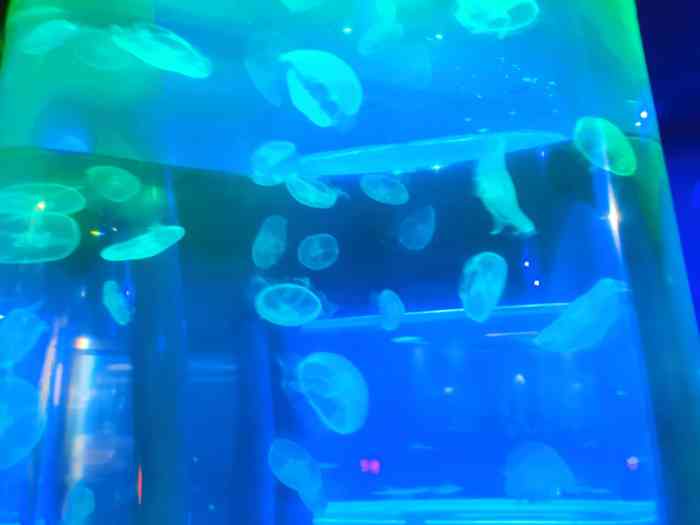 汕头海门莲花峰海洋文化馆-"如果要跟大型的水族馆比