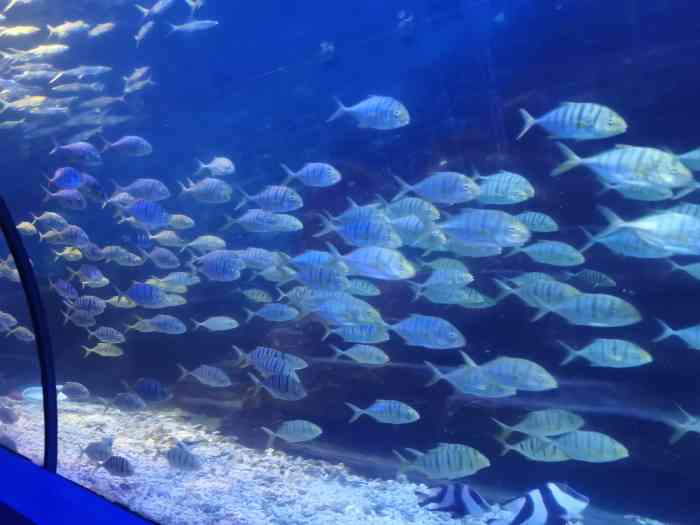 徐州水族展览馆-"开车到云龙湖玩,偶然看到这个水族馆