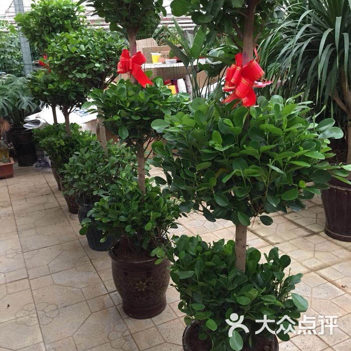 肖家营花卉基地