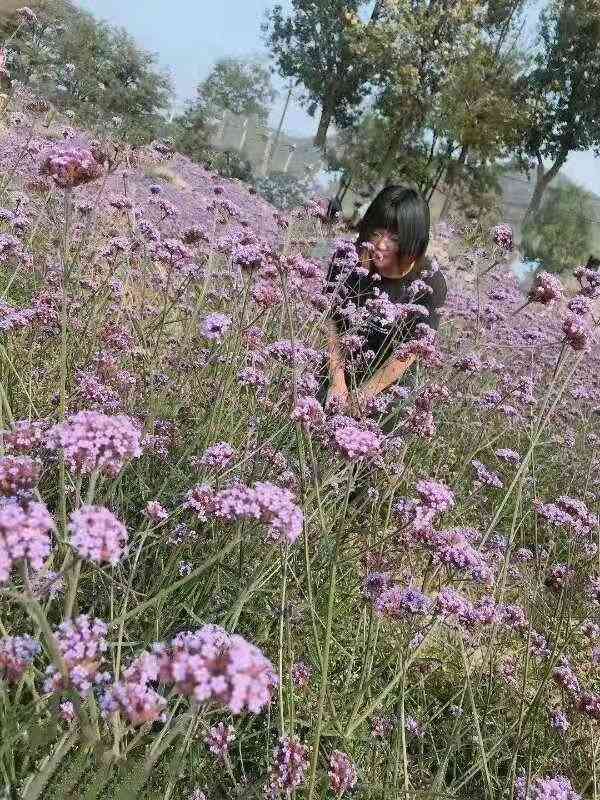 索菲亚薰衣草花海影视基地