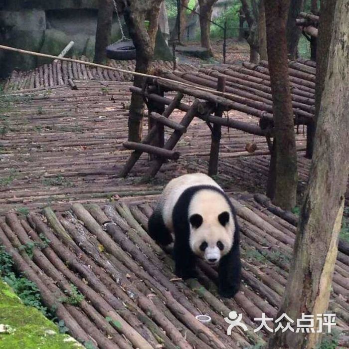 大熊猫繁育研究基地