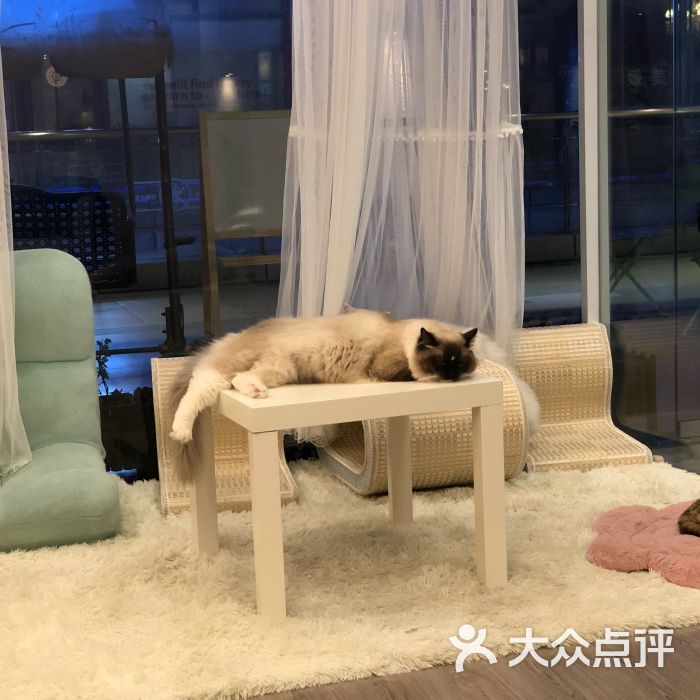 猫咖(万达广场店)图片 第2张