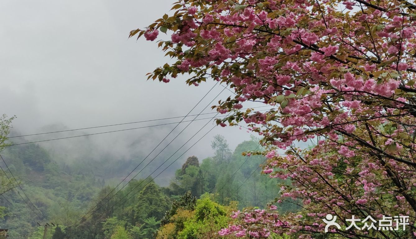 三郎樱花谷