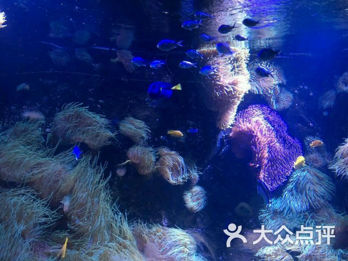 悉尼水族馆图片 - 第3张